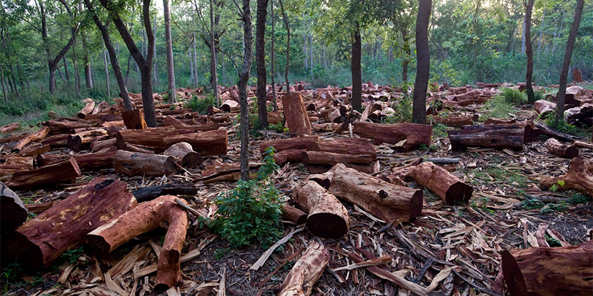 Impact of Deforestation