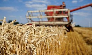 Sale of wheat to mills