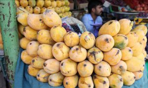 Japan import of mangoes