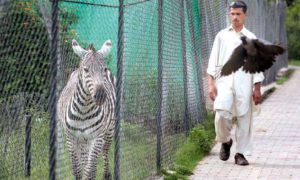 Animals in cages Islamabad High Court