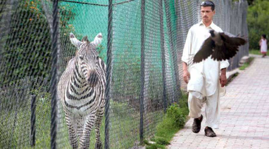 Animals in cages Islamabad High Court