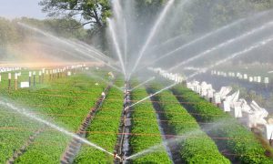 Drip irrigation Pakistan