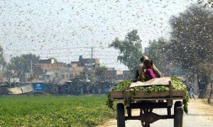 Pakistan Locust