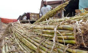 Sindh delaying sugar crushing