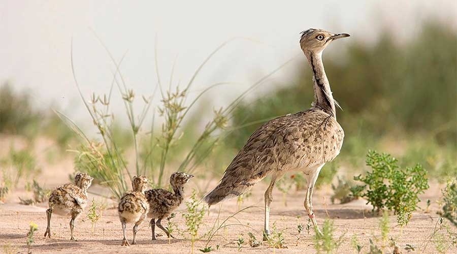 Houbara Bustard