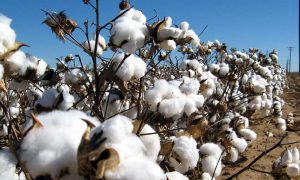 Cotton imports