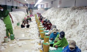 cotton price