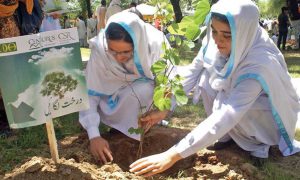 plant trees marks