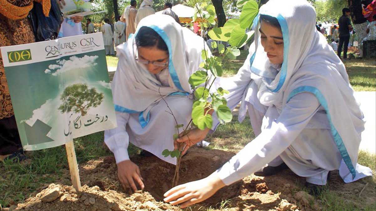 plant trees marks