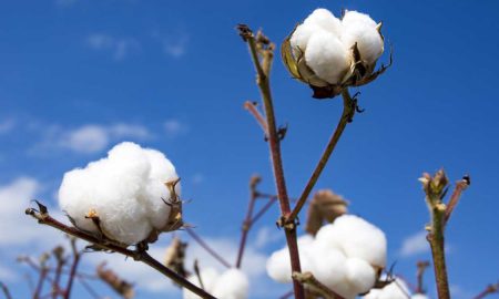 Cotton import bill