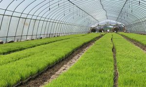 Rice seedlings