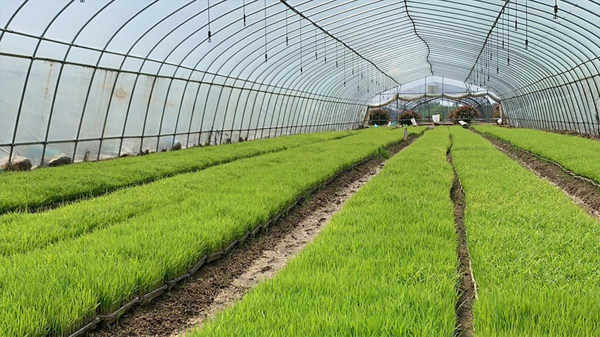 Rice seedlings