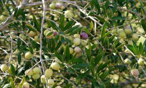 olive cultivation project