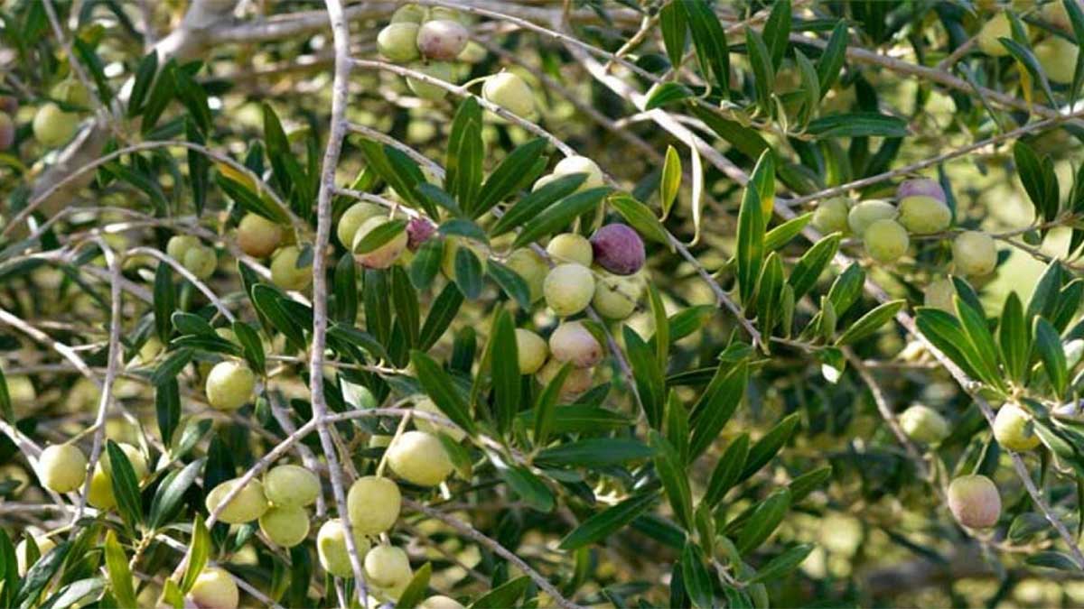 olive cultivation project