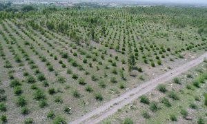 Punjab barren land