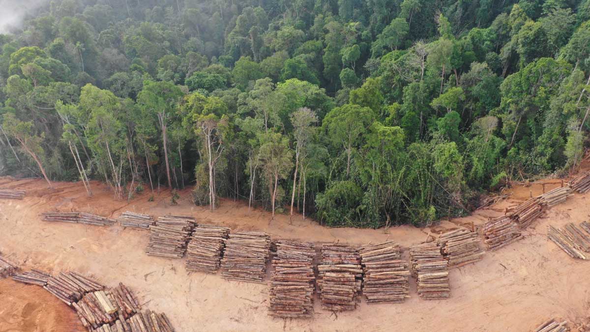 COP26 deforestation