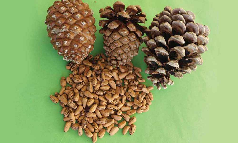 Chilgoza pine nuts